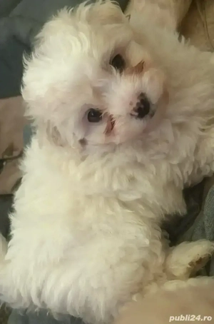 bichon maltez