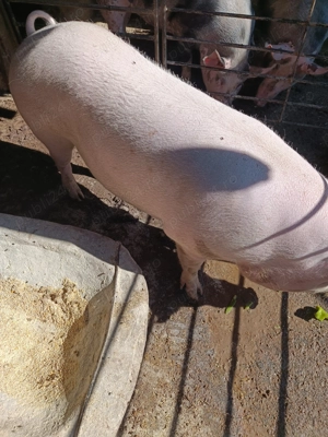 Porci de vanzare - imagine 3