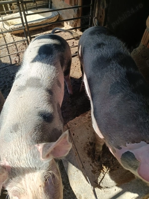 Porci de vanzare - imagine 4