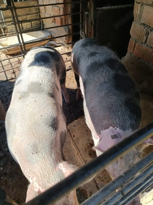 Porci de vanzare - imagine 5