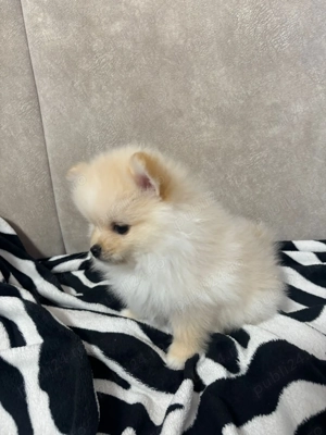 Pui Pomeranian