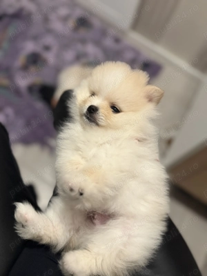 Pui Pomeranian  - imagine 5