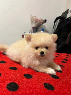Pui Pomeranian  - imagine 2