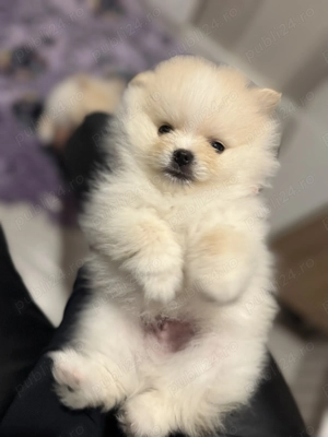 Pui Pomeranian  - imagine 4