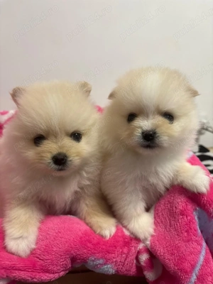 Pui Pomeranian  - imagine 3
