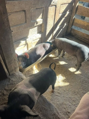 Purcei in Visina Dambovița    - imagine 5