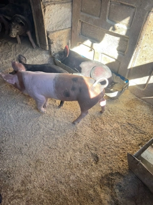 Purcei in Visina Dambovița    - imagine 3