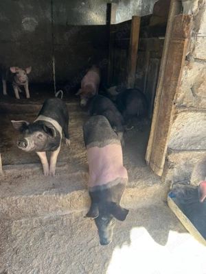 Purcei in Visina Dambovița    - imagine 4