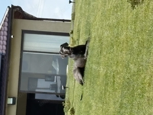 Dog German de vânzare  - imagine 2