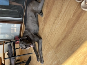 Dog German de vânzare  - imagine 3