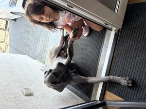 Dog German de vânzare  - imagine 4