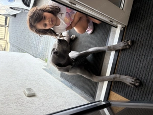 Dog German de vânzare  - imagine 5