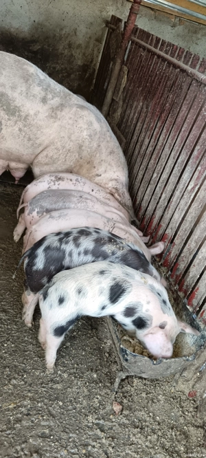 Purcei 7 săptămâni 