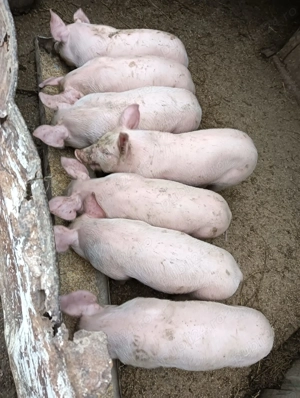 Purcei de vânzare  - imagine 2 Purcei de vânzare  - imagine 2
