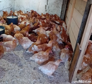 puikute rasa mixta  - imagine 4 puikute rasa mixta  - imagine 4