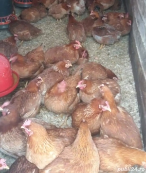 puikute rasa mixta  - imagine 5 puikute rasa mixta  - imagine 5