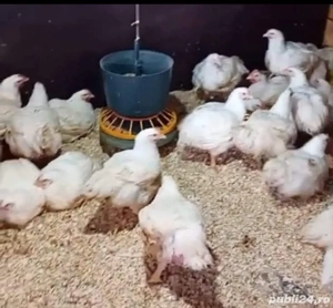 puikute rasa mixta  - imagine 2 puikute rasa mixta  - imagine 2