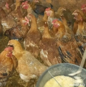 puikute rasa mixta  - imagine 3 puikute rasa mixta  - imagine 3