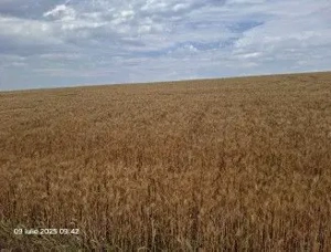 Teren Extravilan Pribesti, ID: R2774827 - imagine 2