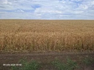 Teren Extravilan Pribesti, ID: R2774827 - imagine 3