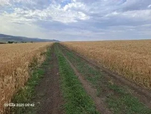 Teren Extravilan Pribesti, ID: R2774827