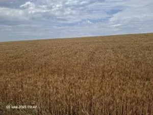 Teren Extravilan Pribesti, ID: R2774827 - imagine 9