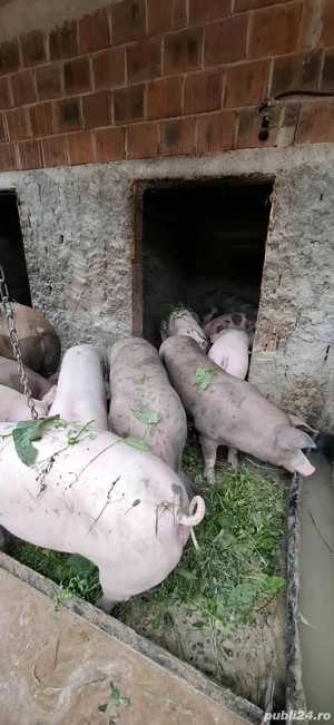 porci de vanzare de sacrificat  - imagine 2