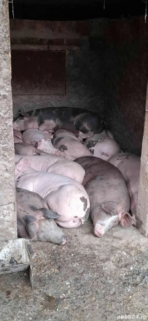 porci de vanzare de sacrificat  - imagine 3