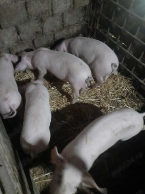 Porci de crăciun și purcei de vanzare