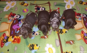 Cățeluși Teckel  500 ron - imagine 2  Cățeluși Teckel  500 ron - imagine 2