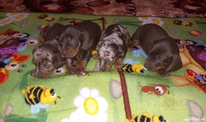 Cățeluși Teckel  500 ron - imagine 3  Cățeluși Teckel  500 ron - imagine 3