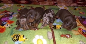  Cățeluși Teckel  500 ron