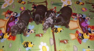 Cățeluși Teckel  500 ron - imagine 4  Cățeluși Teckel  500 ron - imagine 4