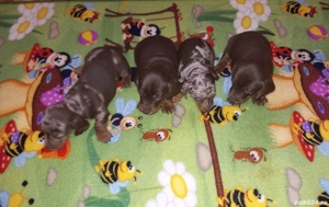 Cățeluși Teckel  500 ron - imagine 5  Cățeluși Teckel  500 ron - imagine 5