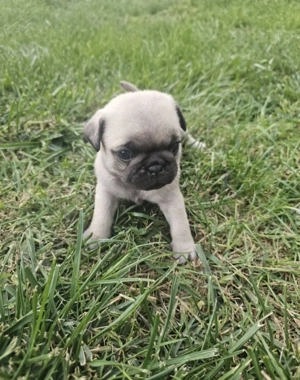 Mops Pug pui - imagine 2
