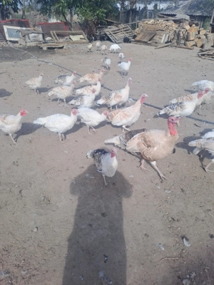 Vând curcani din primavara ! 