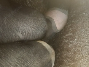 Vand porci gras rasa bazna