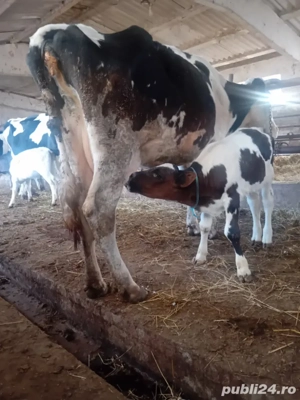 vacă cu vițel  - imagine 2 vacă cu vițel  - imagine 2