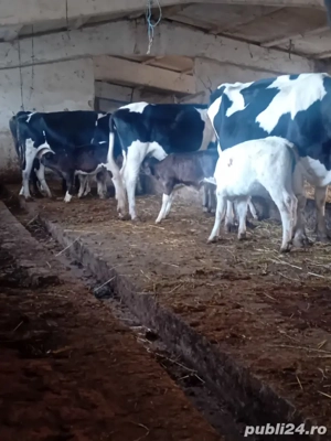 vacă cu vițel  - imagine 3 vacă cu vițel  - imagine 3