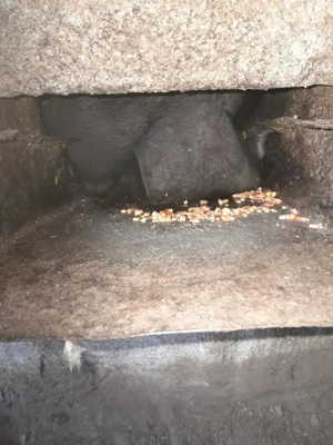 Vand porci gras rasa bazna - imagine 2