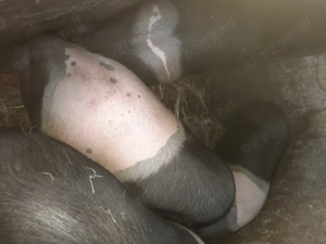 Vand porci gras rasa bazna - imagine 4