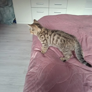 Scotish straight baiat - imagine 3