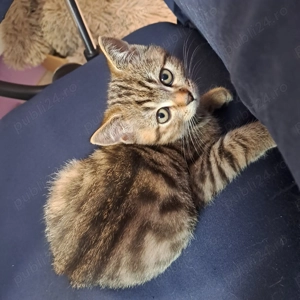 Scotish straight baiat