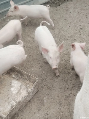 Vind purceii  - imagine 5