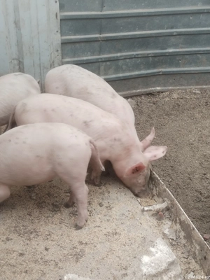 Vind purceii  - imagine 3