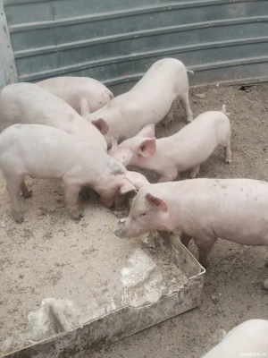 Vind purceii  - imagine 4