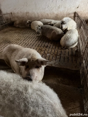 porci mangalita  - imagine 5