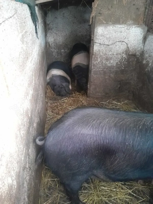 Vand porci gras rasa bazna - imagine 5