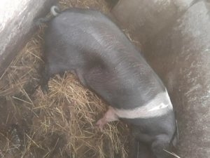 Vand porci gras rasa bazna - imagine 3