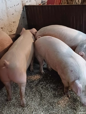 Porci Bio,crescuți în gospodărie proprie.  - imagine 4